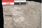 Foto (Detailansicht) von Cystoseira communis Unger (NHMW-GEO-2024-0188-6635)